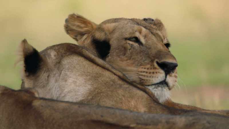 The smallest cubs won't be able to catch food