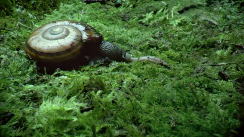 The snail has a tongue covered in tiny teeth