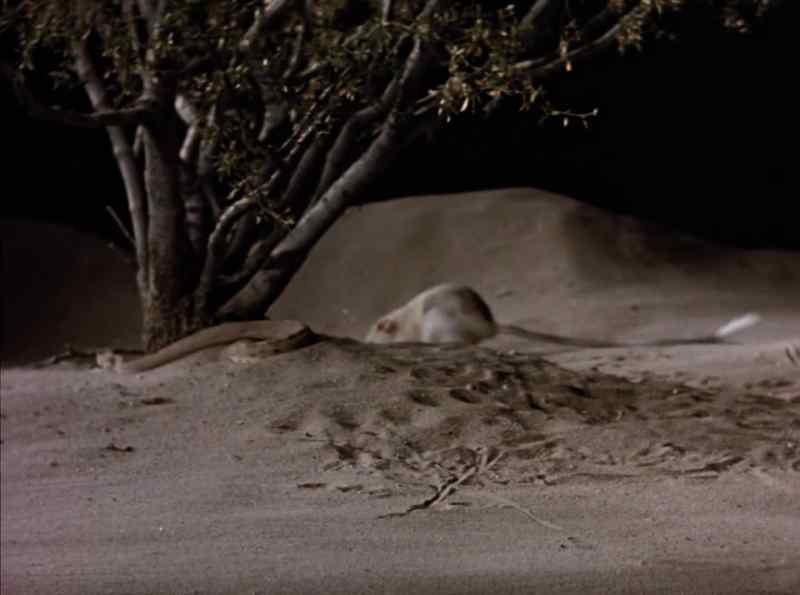 The snake's ambush has failed