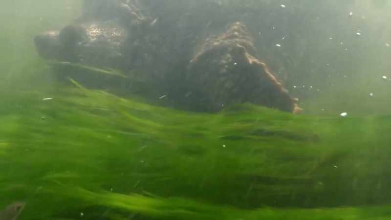 The snapping turtle has remained nearly unchanged