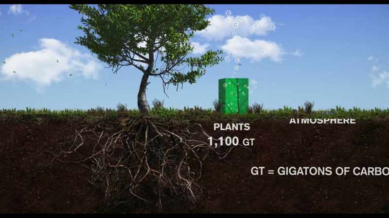 The soil environment