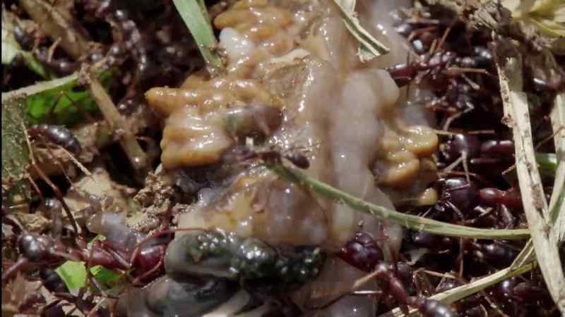 The soldiers' powerful jaws slice into the slug