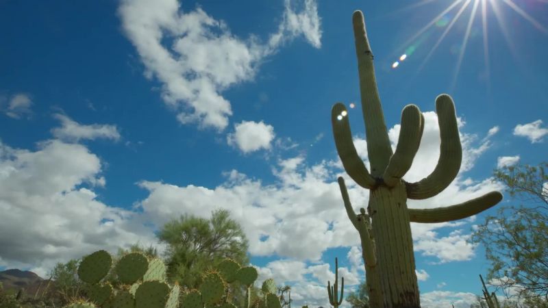 The Sonoran is the most diverse desert