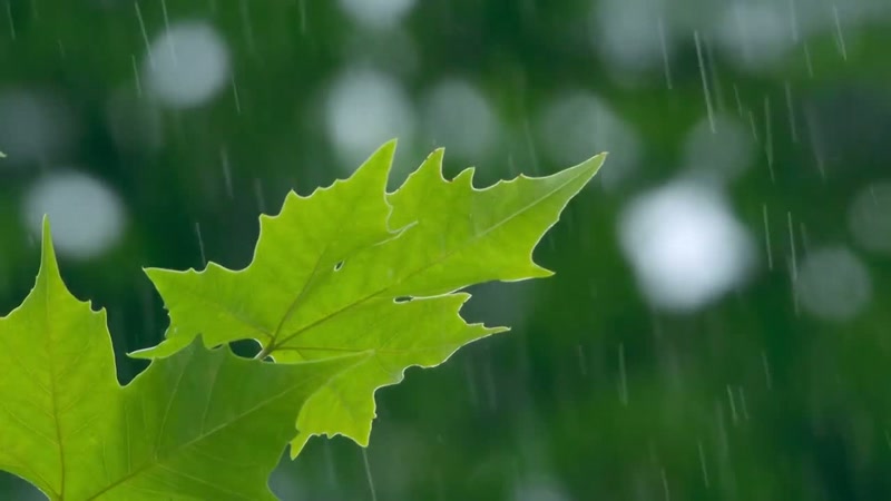 'The South Asian monsoon