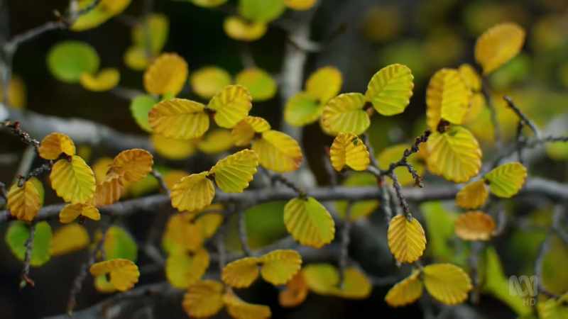 The southern beech trees' closest living relatives