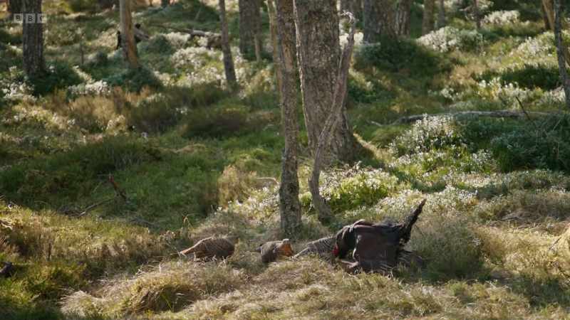 The species as a whole, however, is losing its battle