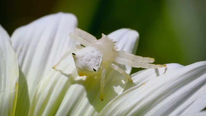 The spider, however, has developed a way to exploit these signals