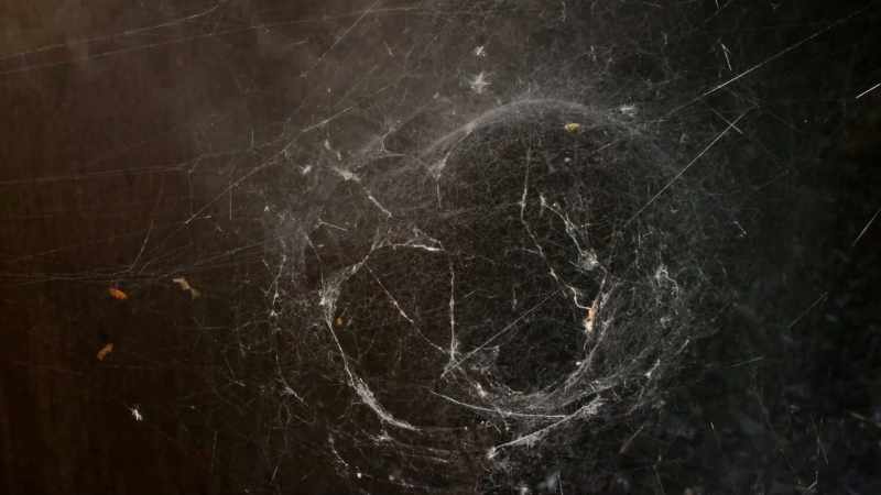 The spiders were having a problem spinning a normal web