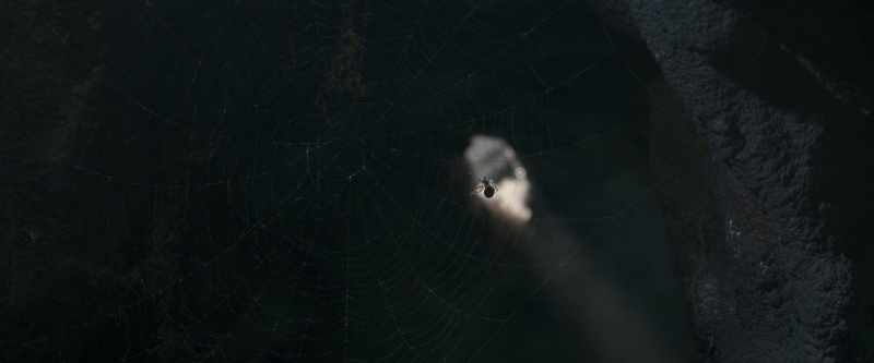 The spider's web must be spun
