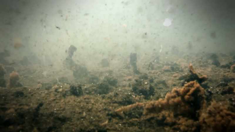 THE SPILL DEVASTATES MARINE LIFE