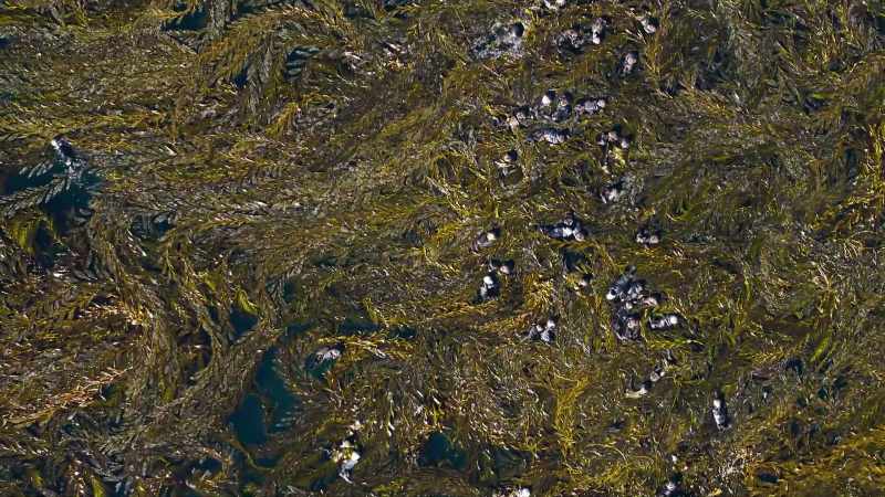 The spring kelp acts as a safe haven for many