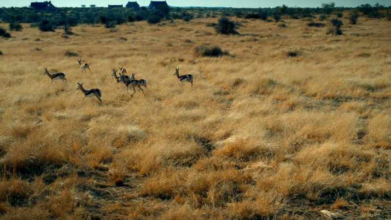 The springbok is the ultimate fast food