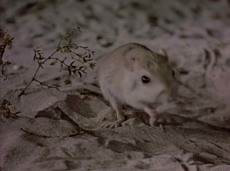 The squabbling rats are about to learn