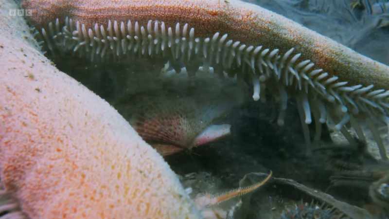 The starfish first pulls the scallop shell apart