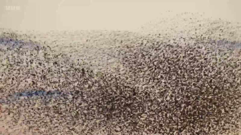 The starling flocks swirl and coalesce