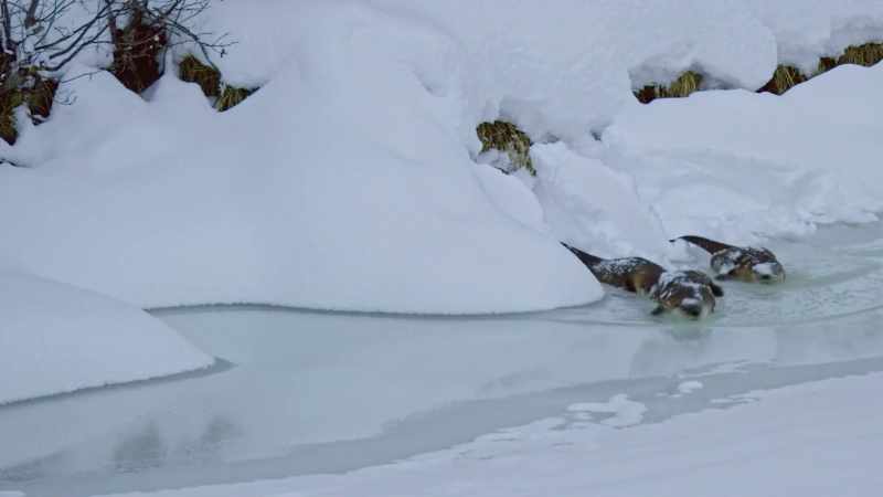 The steady supply of fish