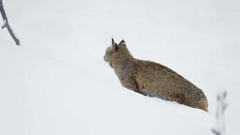The stealthy hunter becomes slow, inefficient