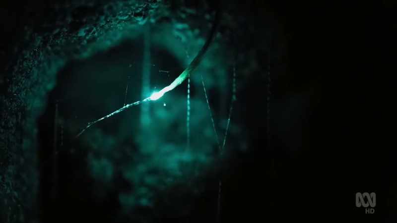 The sticky threads hang from its silk and mucus-laden nest
