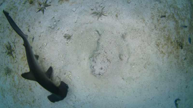 The stonefish is almost impossible to spot