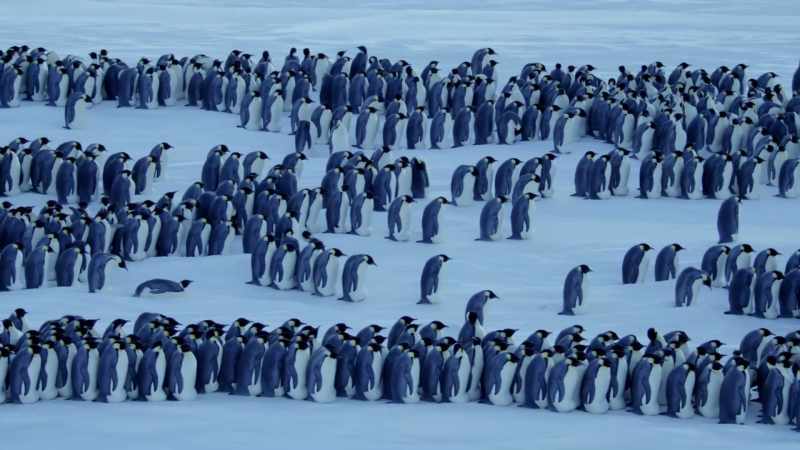 The storm has driven them nearly a mile