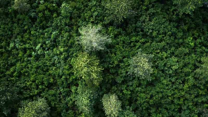 The strands connect the forest to such an extent