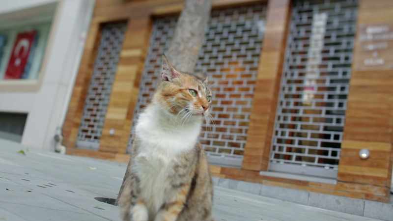 The streets seem empty to me without cats…