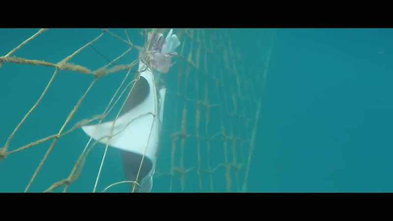 The stressed animals, sharks can sense that