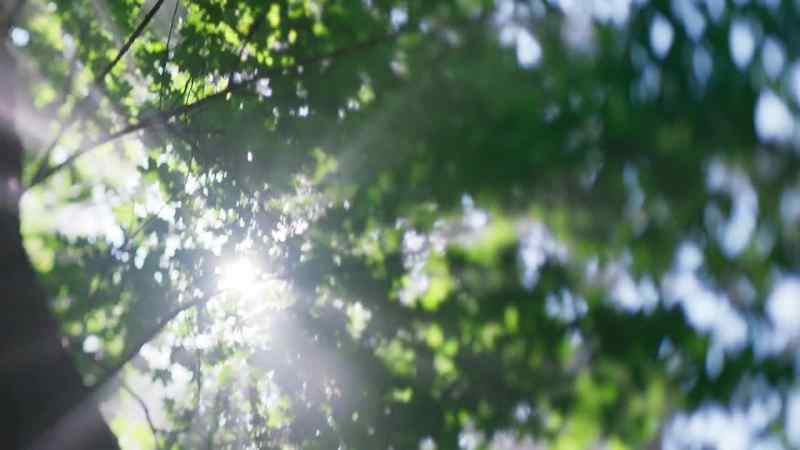 The sun is shining