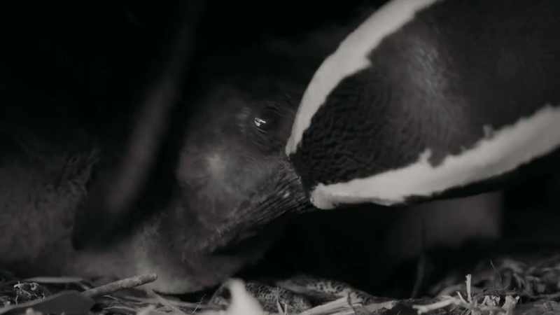 The super-parents' second batch of chicks is always hungry