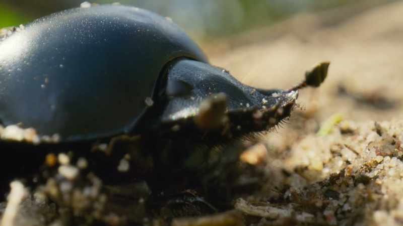 the sweet scent of antelope droppings