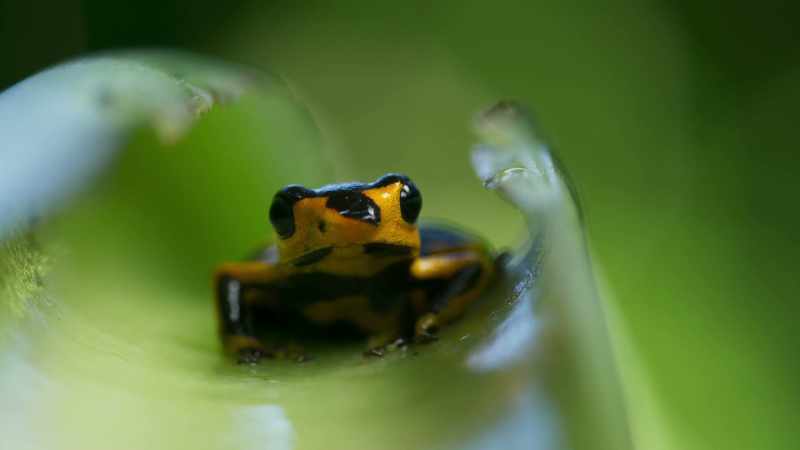 The tadpole will die unless its father can find a better place for it