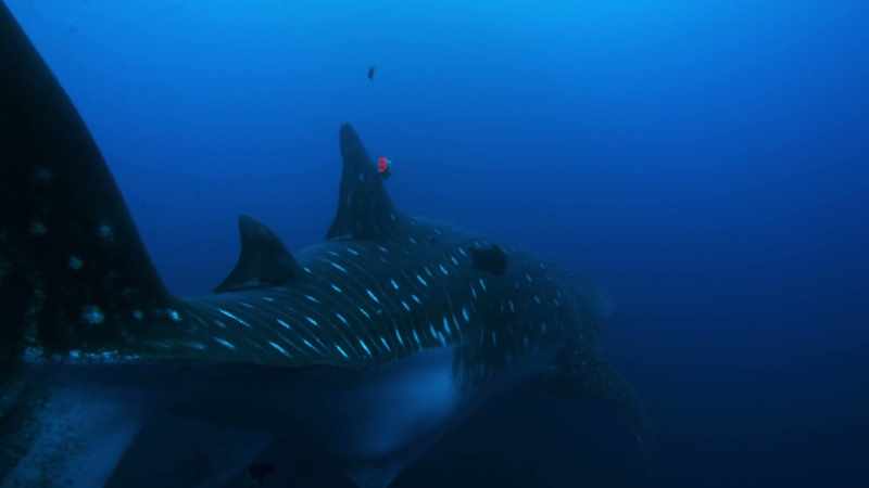 The tag will remain on the giant's fin for two days
