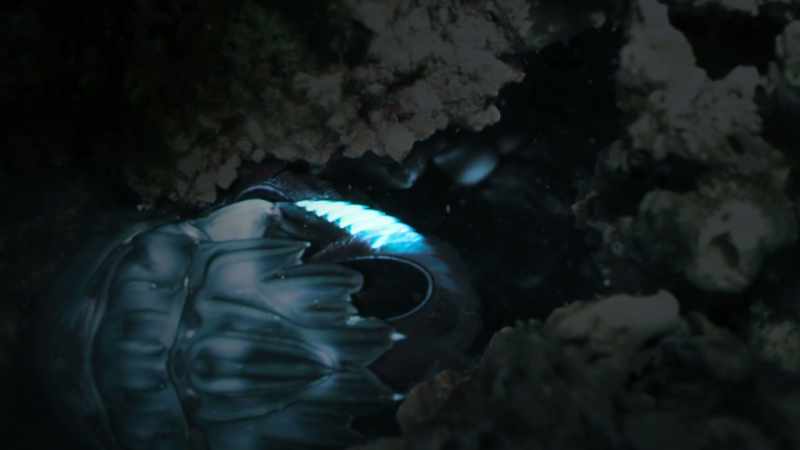 The tail is also highly polarised and used to plug its burrow