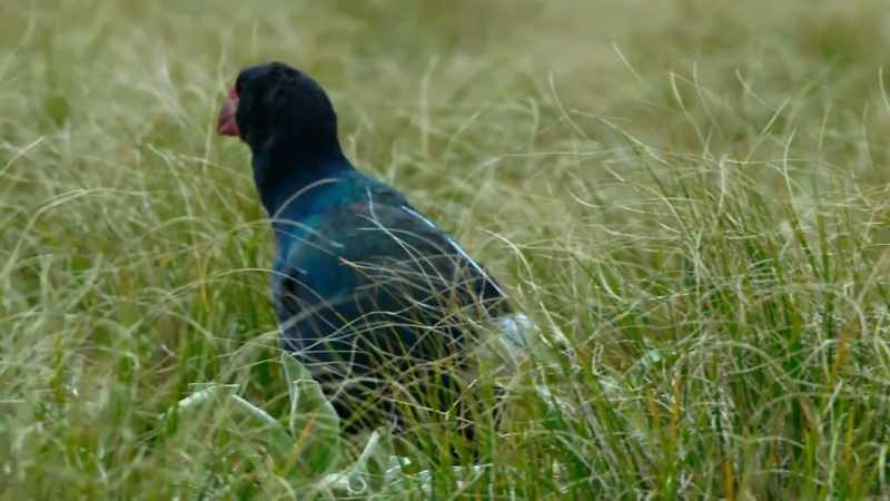 The takahe is another sturdy bird