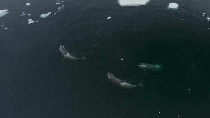 The team film the killer whales