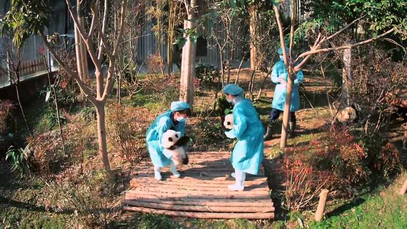 The team's first step is to pick the right panda