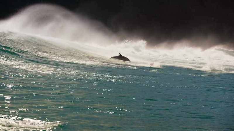 The team's mission here is to ride alongside the dolphins