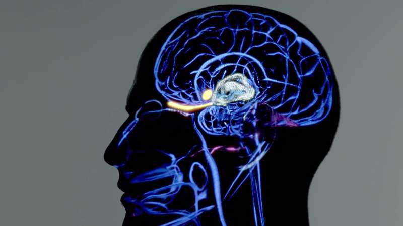 The thalamus is like a switchboard