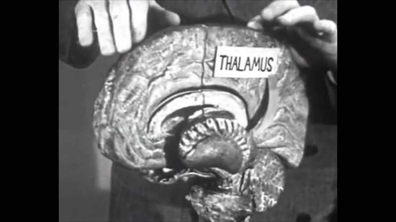 The thalamus is not consciously controlled