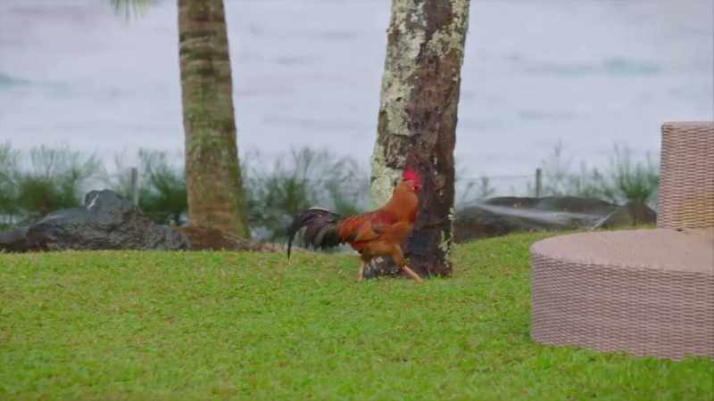 The... The cock. - The cock. (ROOSTER CROWS)