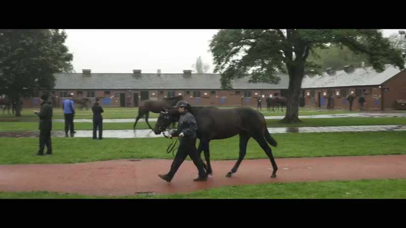 The thing particularly with flat horses is the pedigree is important