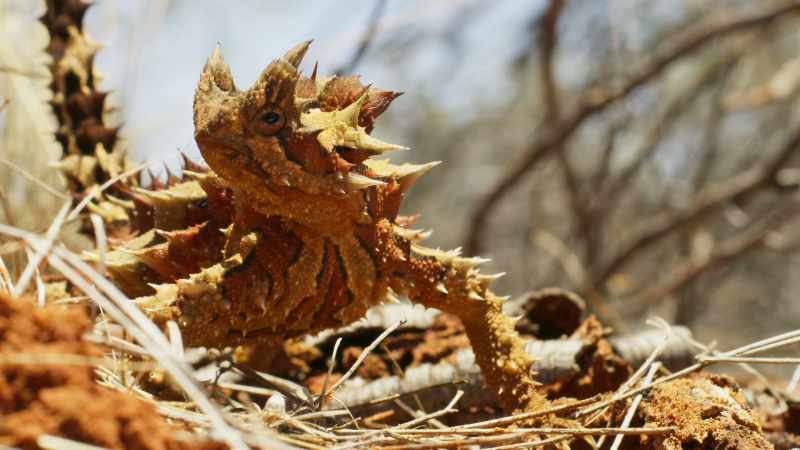 The thorny devil also gets its water from its food