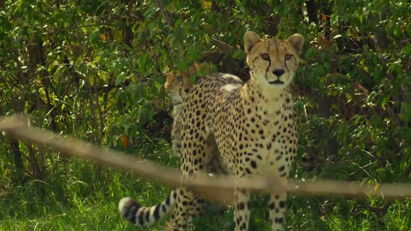 'The threat from lions and hyenas is constant