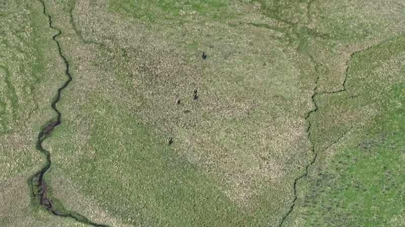 The thriving wolf packs keep the grazing herds in check
