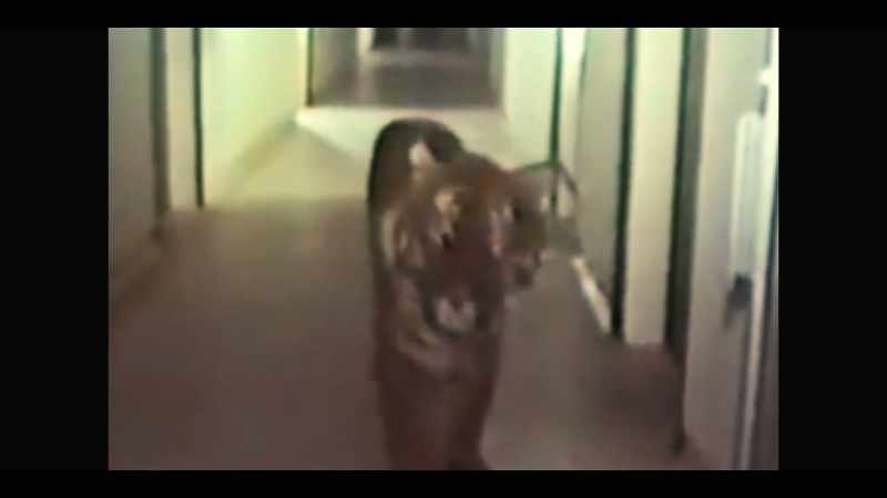The tiger is a powerful animal that doesn't fear danger
