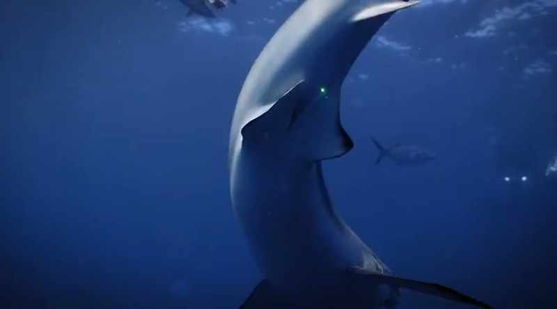 The tiger shark, the bull shark