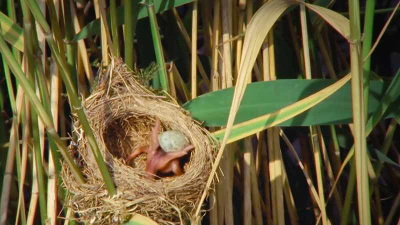 The tiny day-old chick is slinging out the other eggs