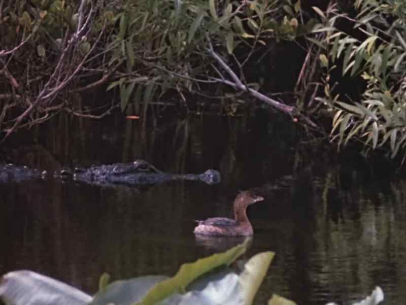 The tiny grebe can even be so nonchalant