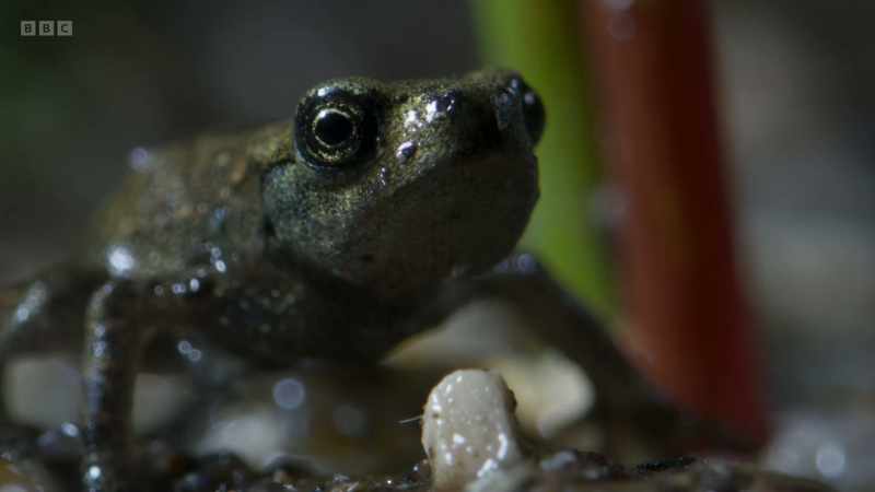 The toadlets must keep going if they want to reach the woods