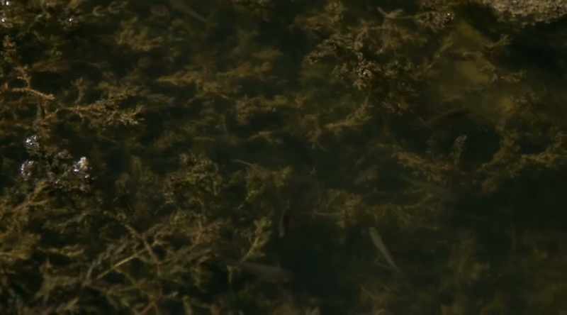 The toe biter is an aquatic ambush predator